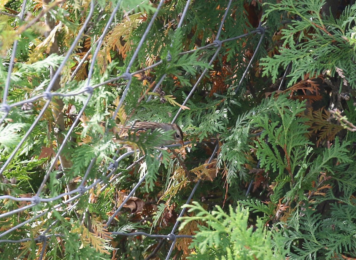 White-crowned Sparrow - ML643190266