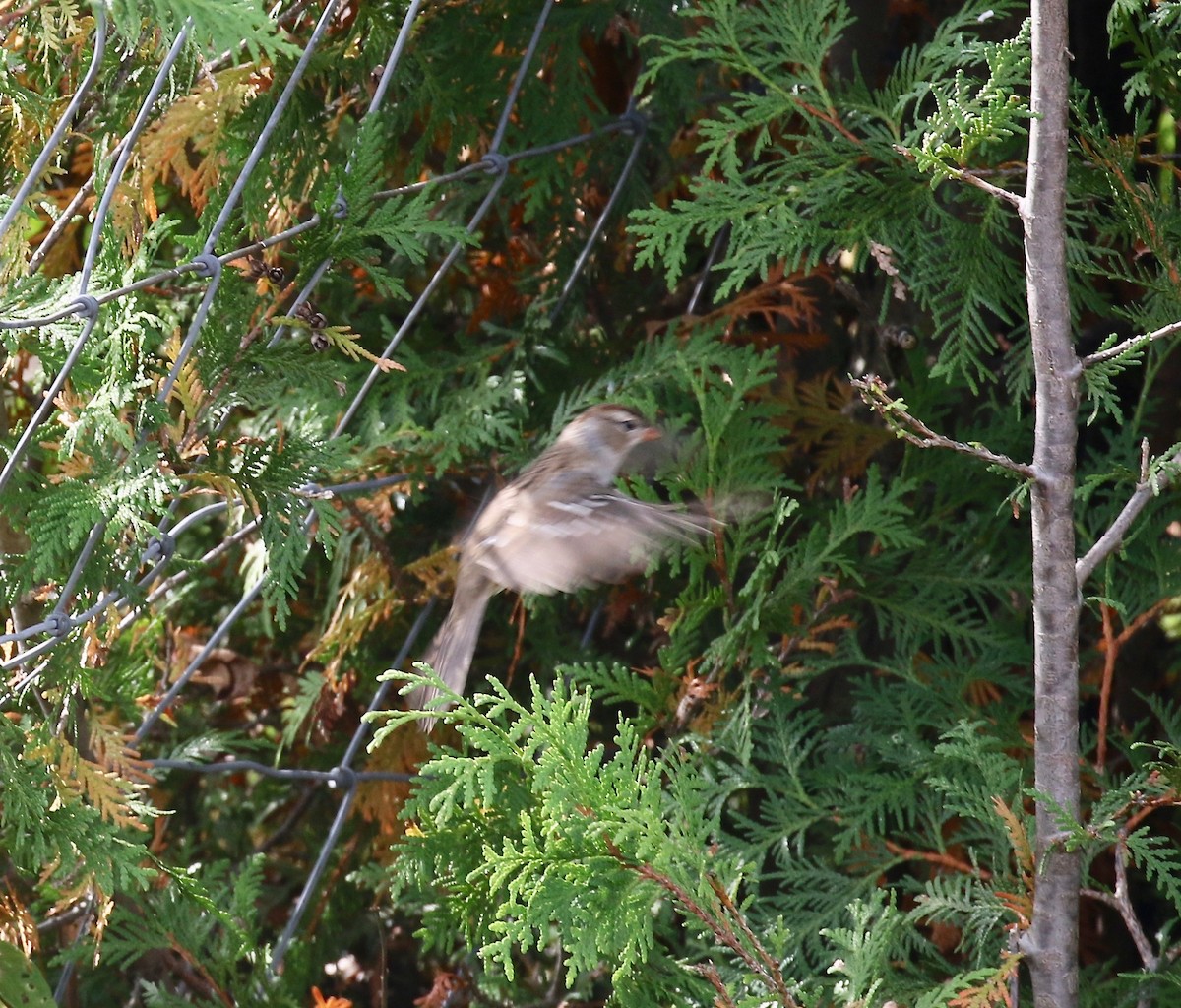 White-crowned Sparrow - ML643190267