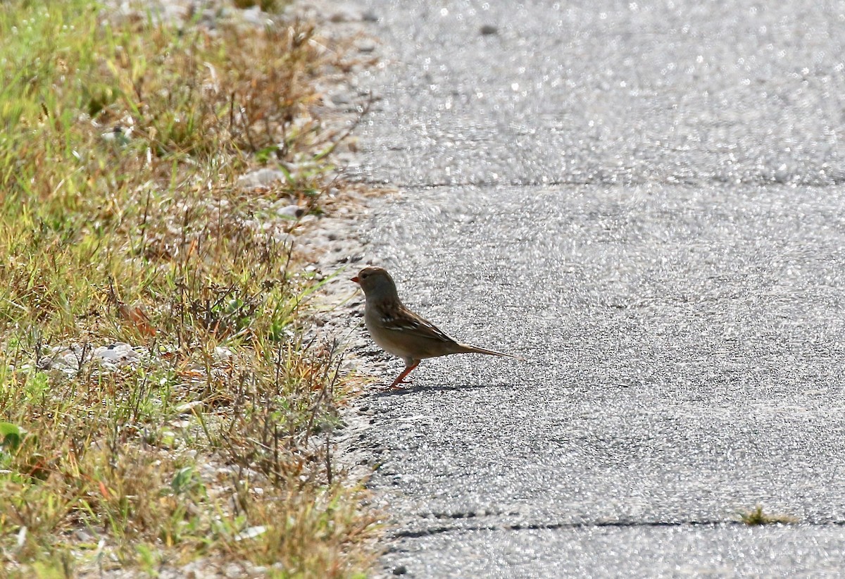 White-crowned Sparrow - ML643190268