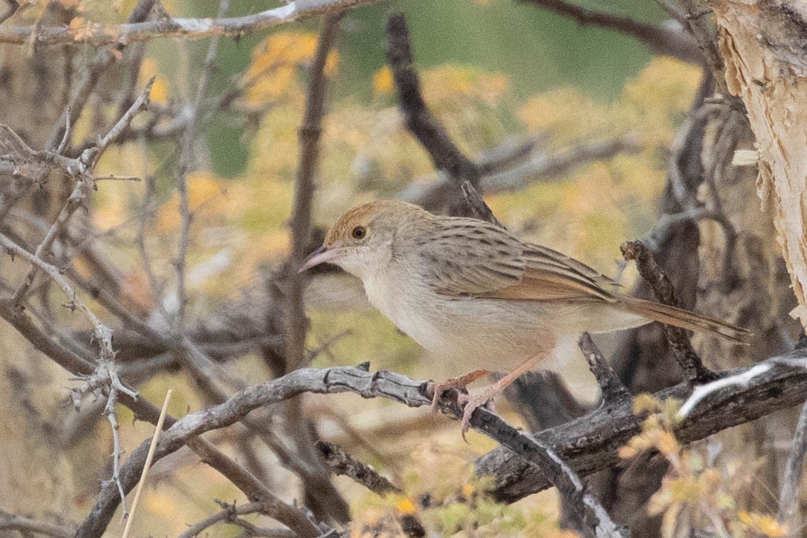 Rattling Cisticola - ML643190313