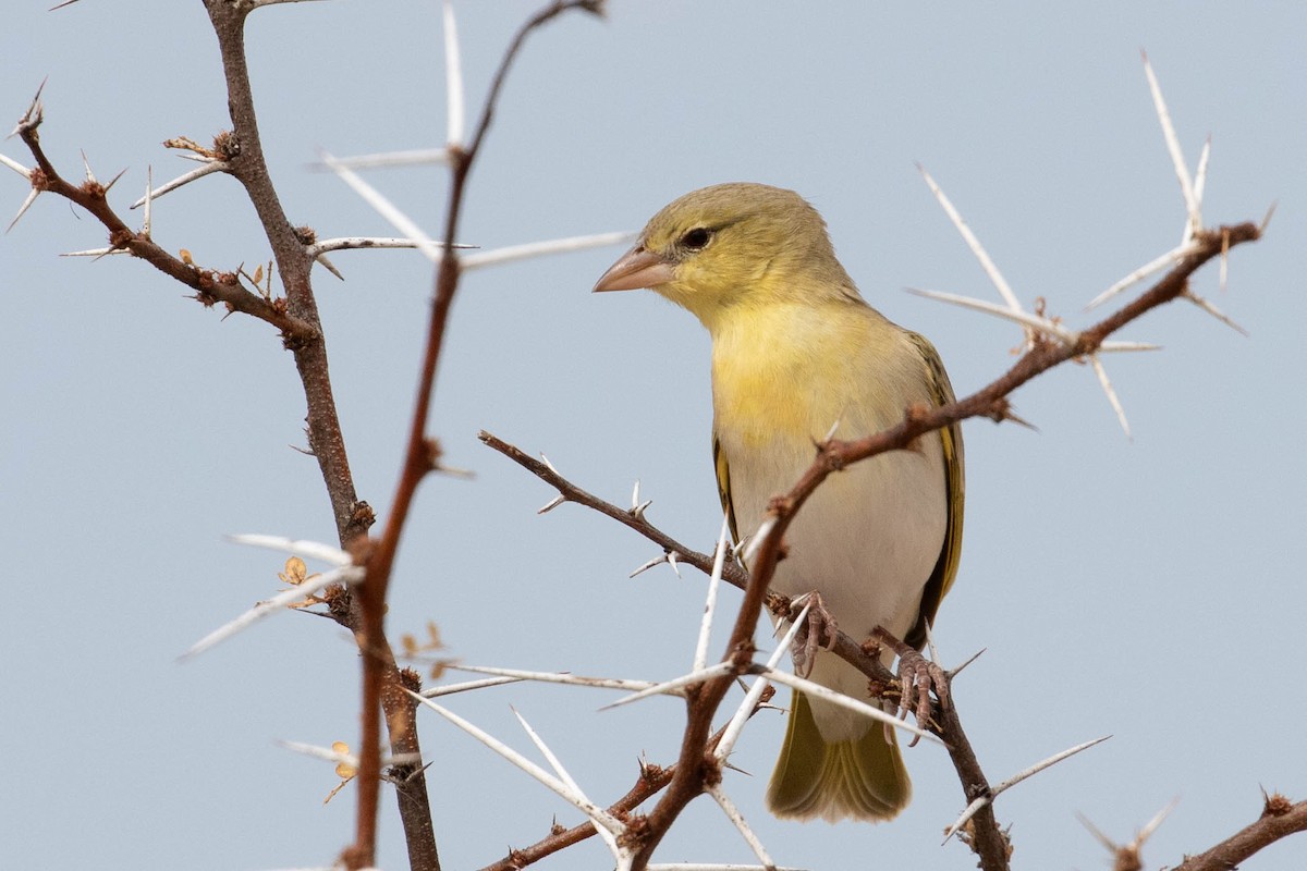 Southern Masked-Weaver - ML643190321
