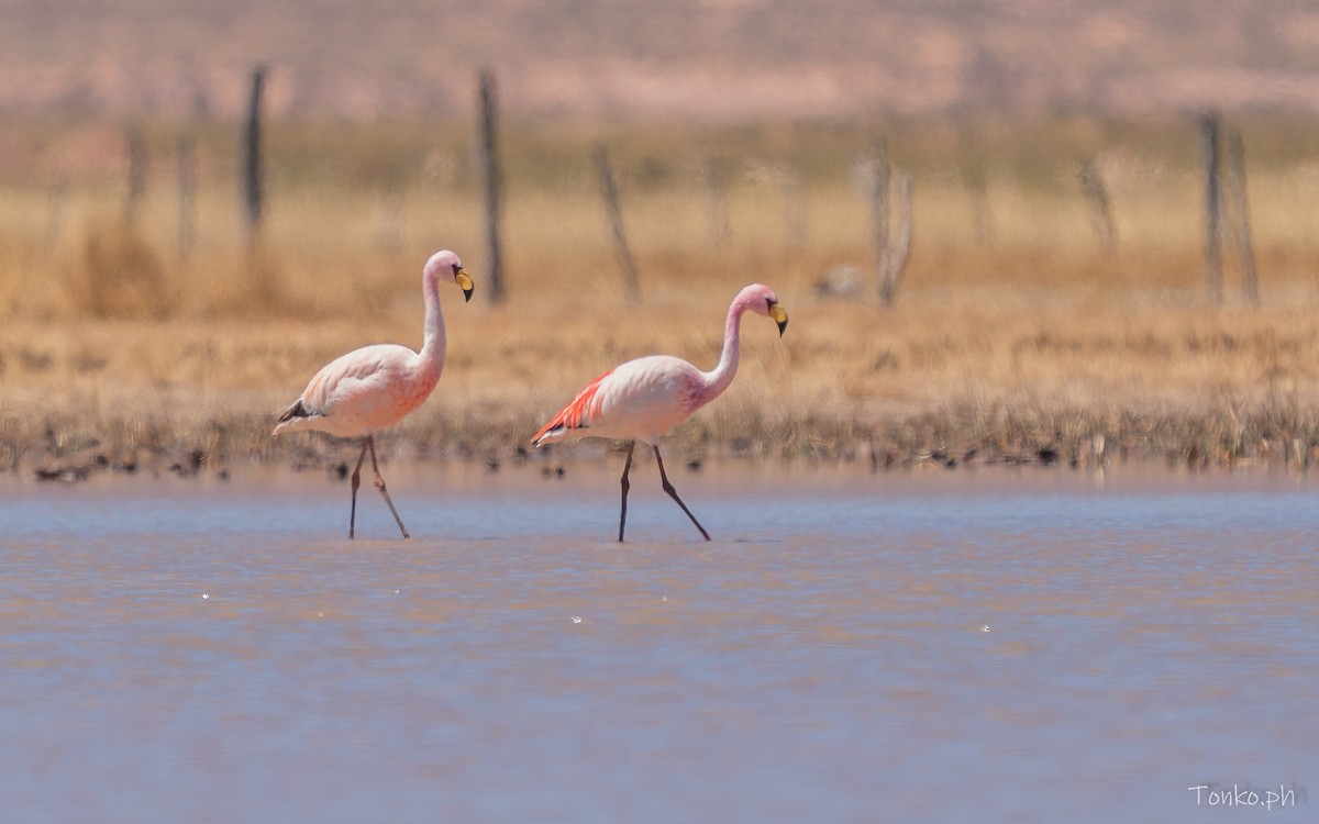 James's Flamingo - ML643190322
