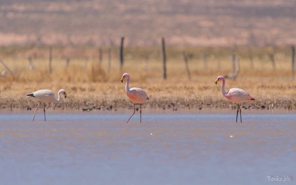 James's Flamingo - ML643190323