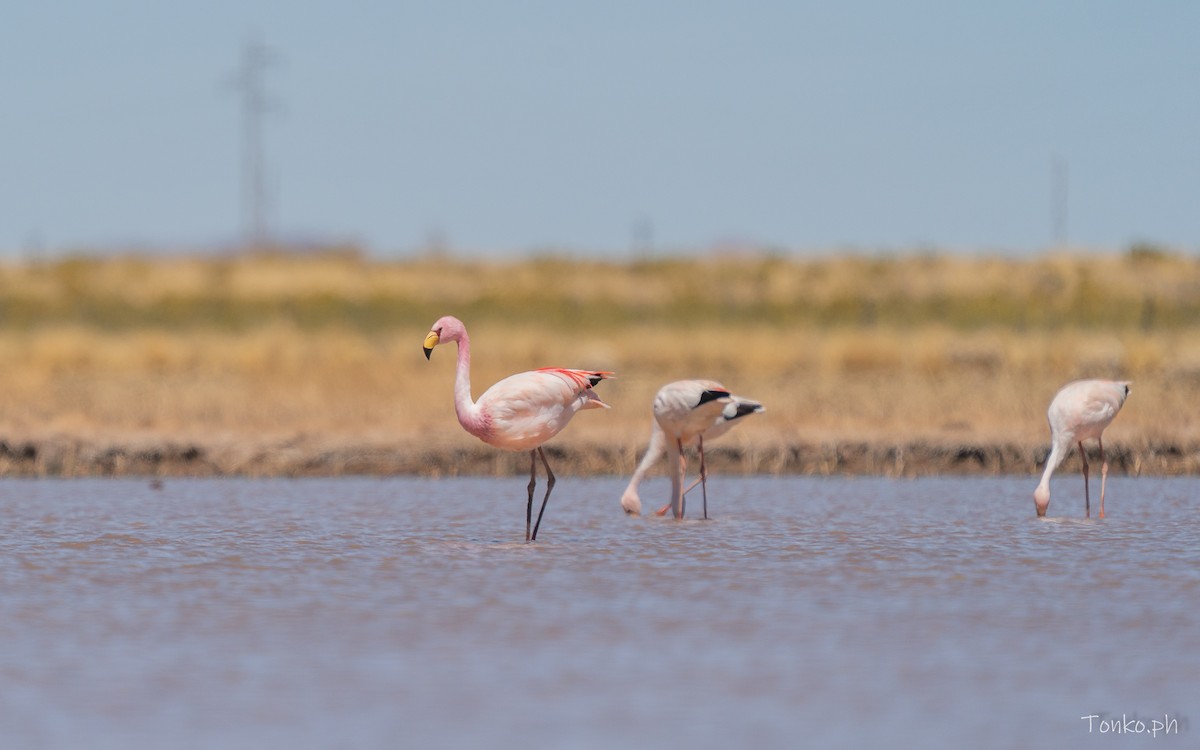 James's Flamingo - ML643190324