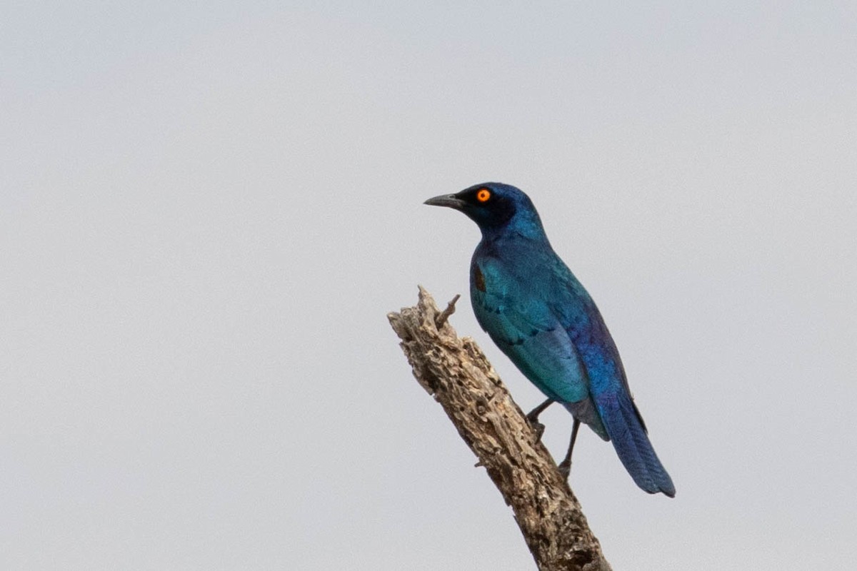 Cape Starling - ML643190328