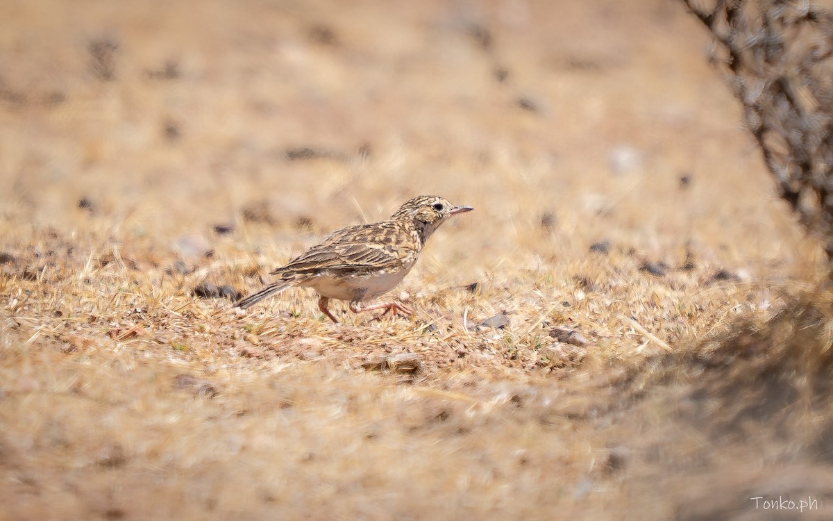 Puna Pipit - ML643190331