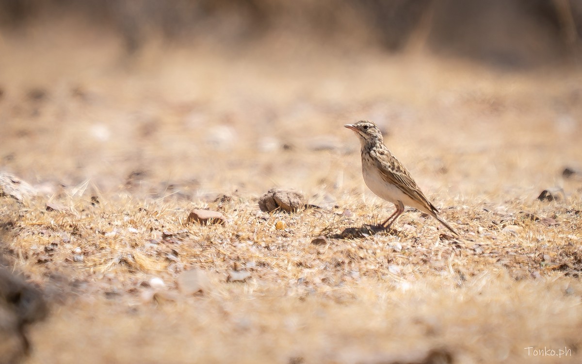 Puna Pipit - ML643190332