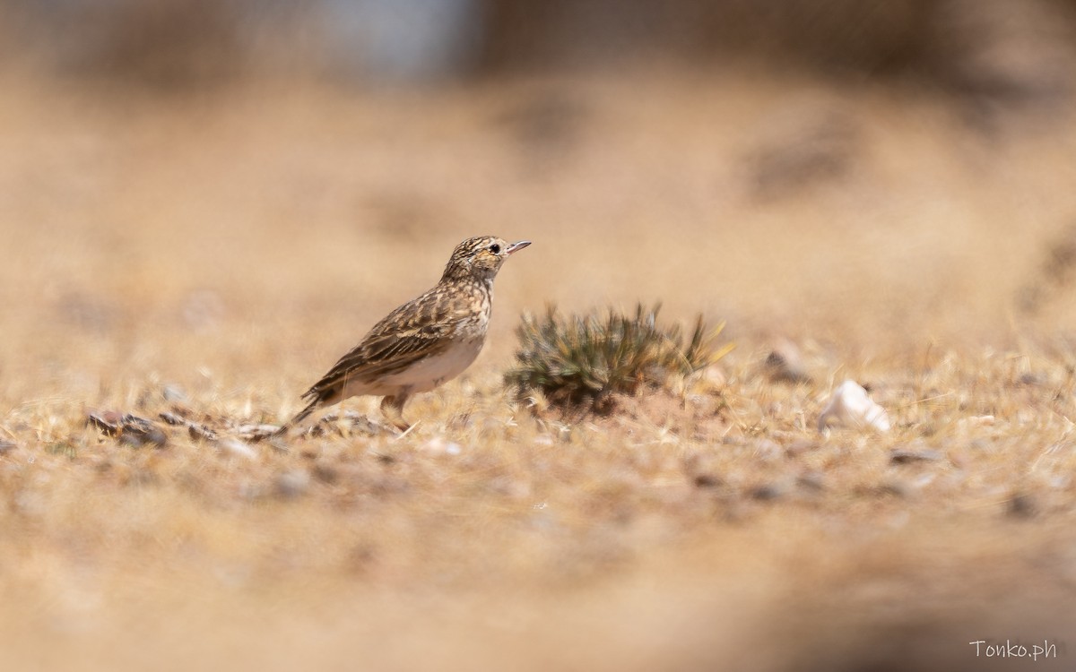Puna Pipit - ML643190333