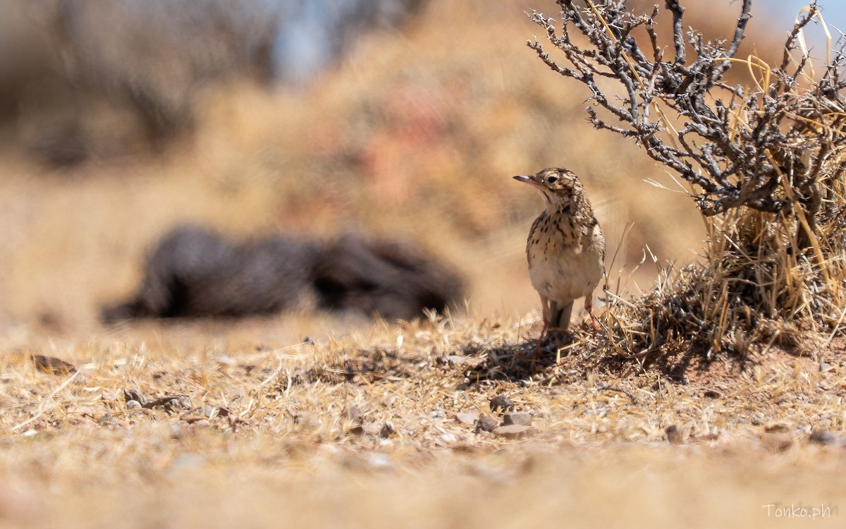 Puna Pipit - ML643190334