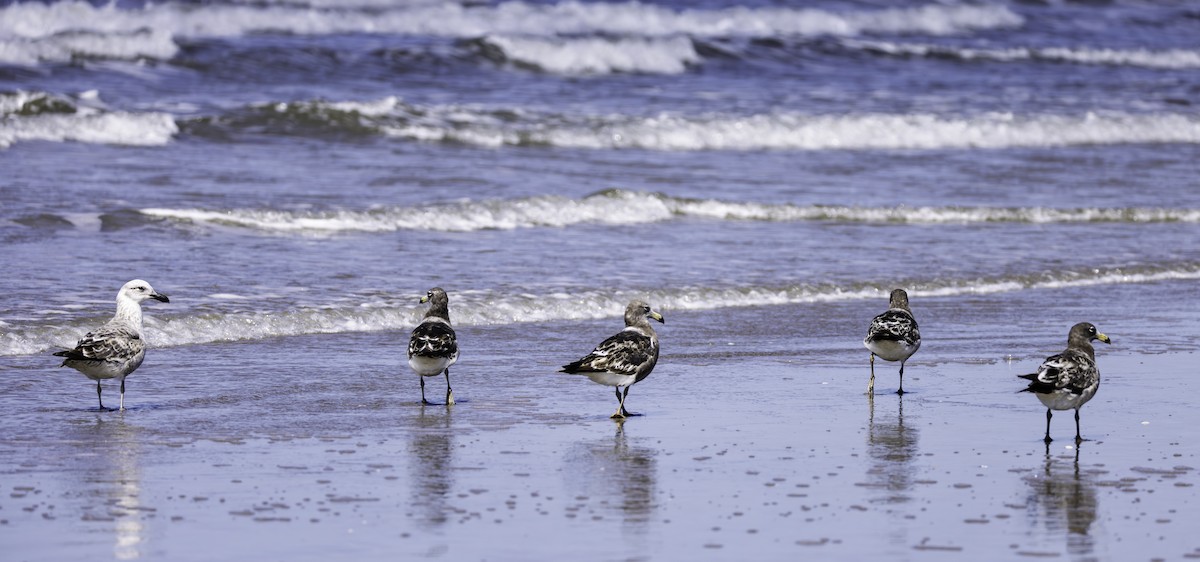 Olrog's Gull - ML643190335