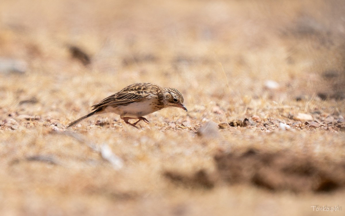 Puna Pipit - ML643190336