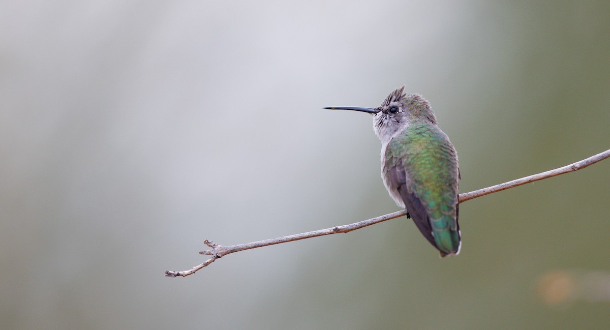 Colibri de Costa - ML643190339