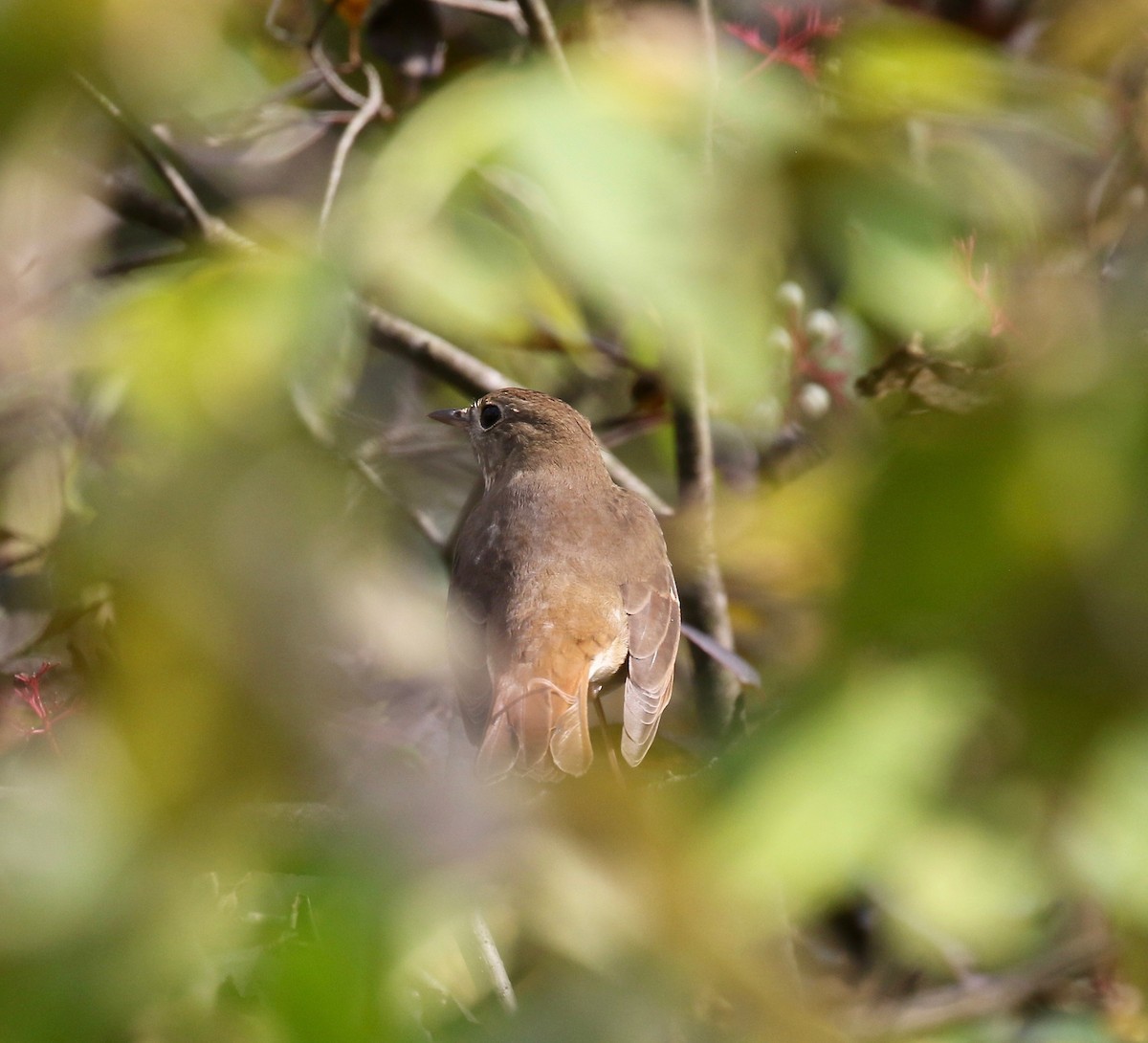 Hermit Thrush - ML643190341
