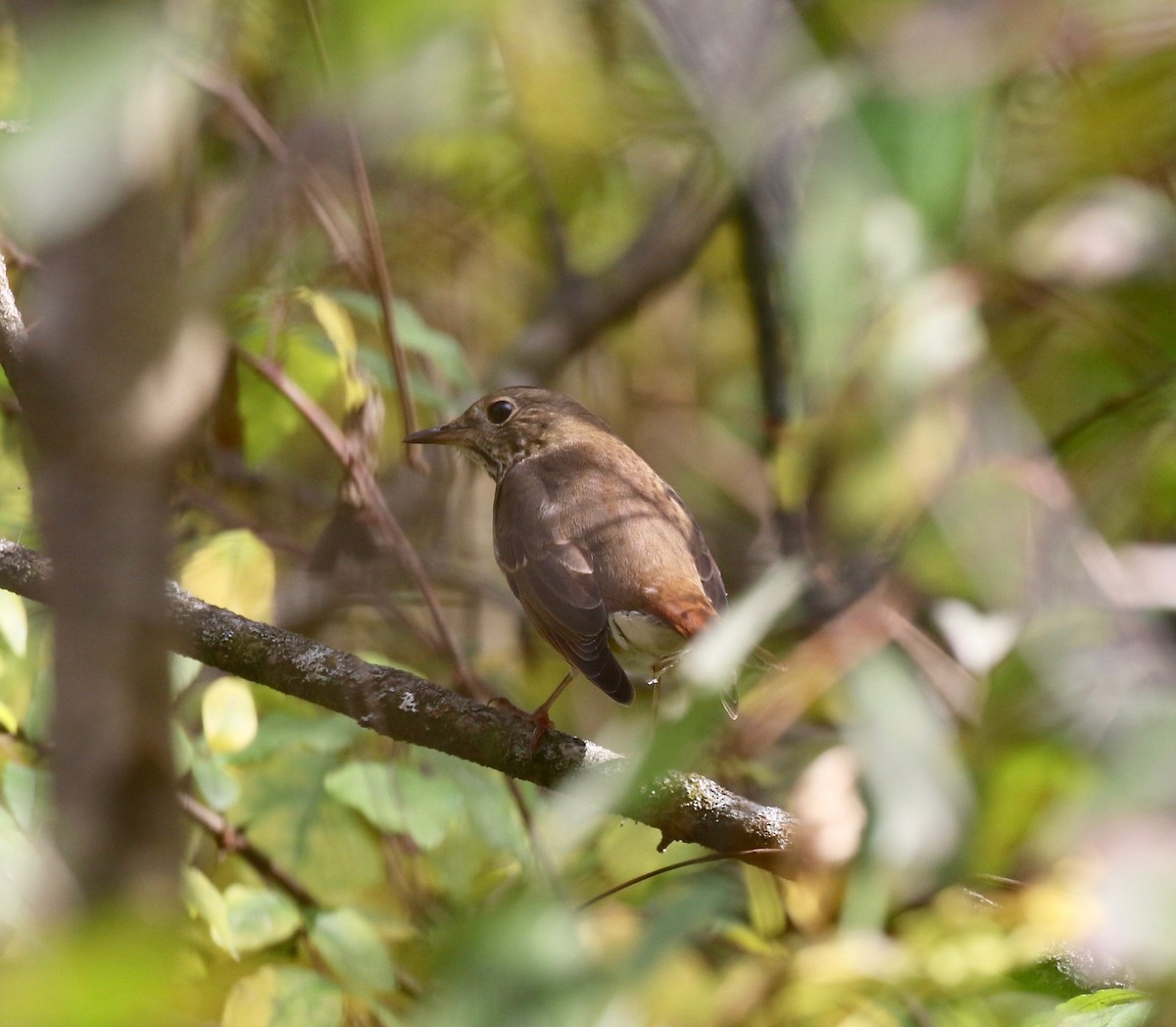 Hermit Thrush - ML643190342