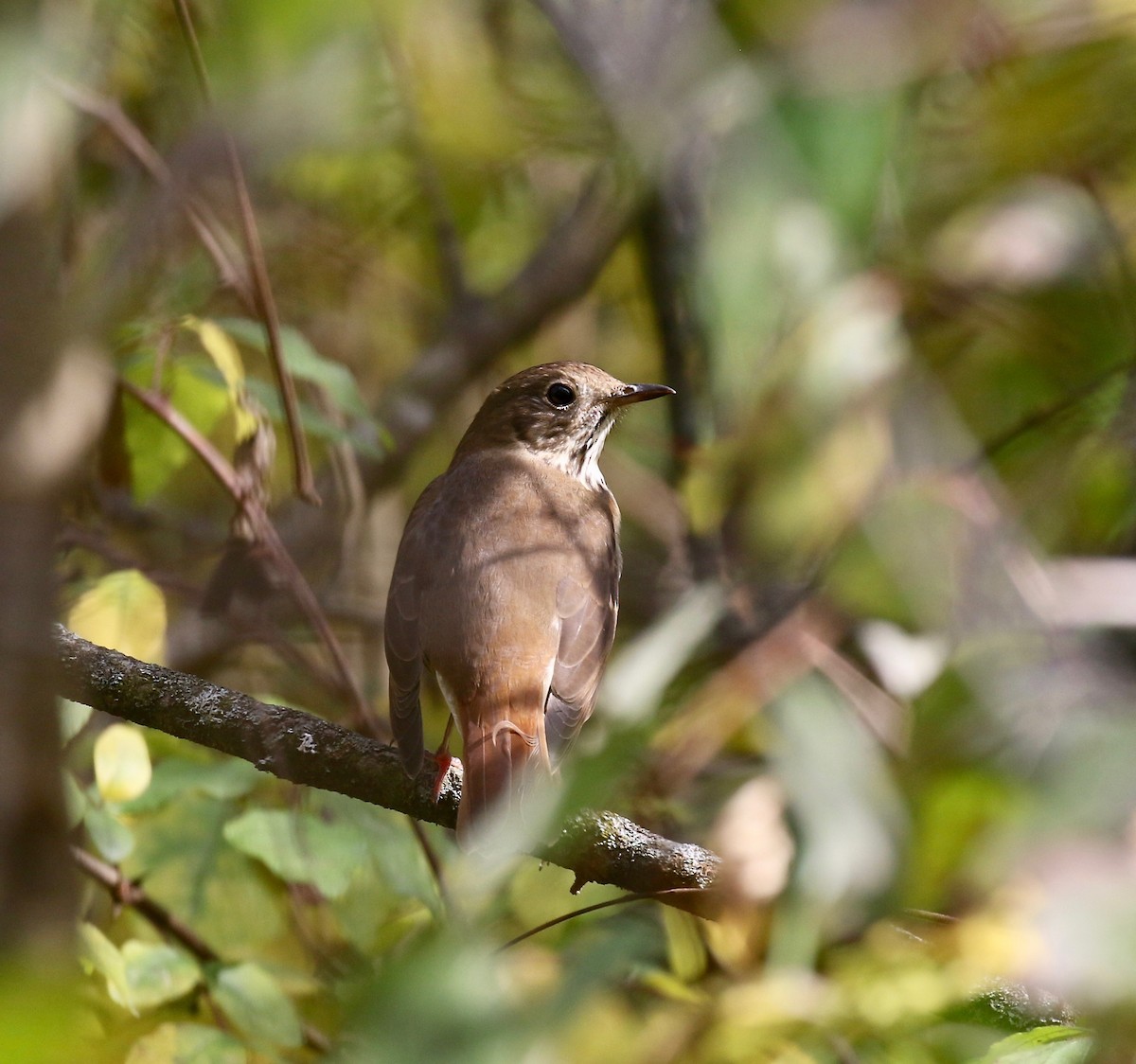 Hermit Thrush - ML643190343