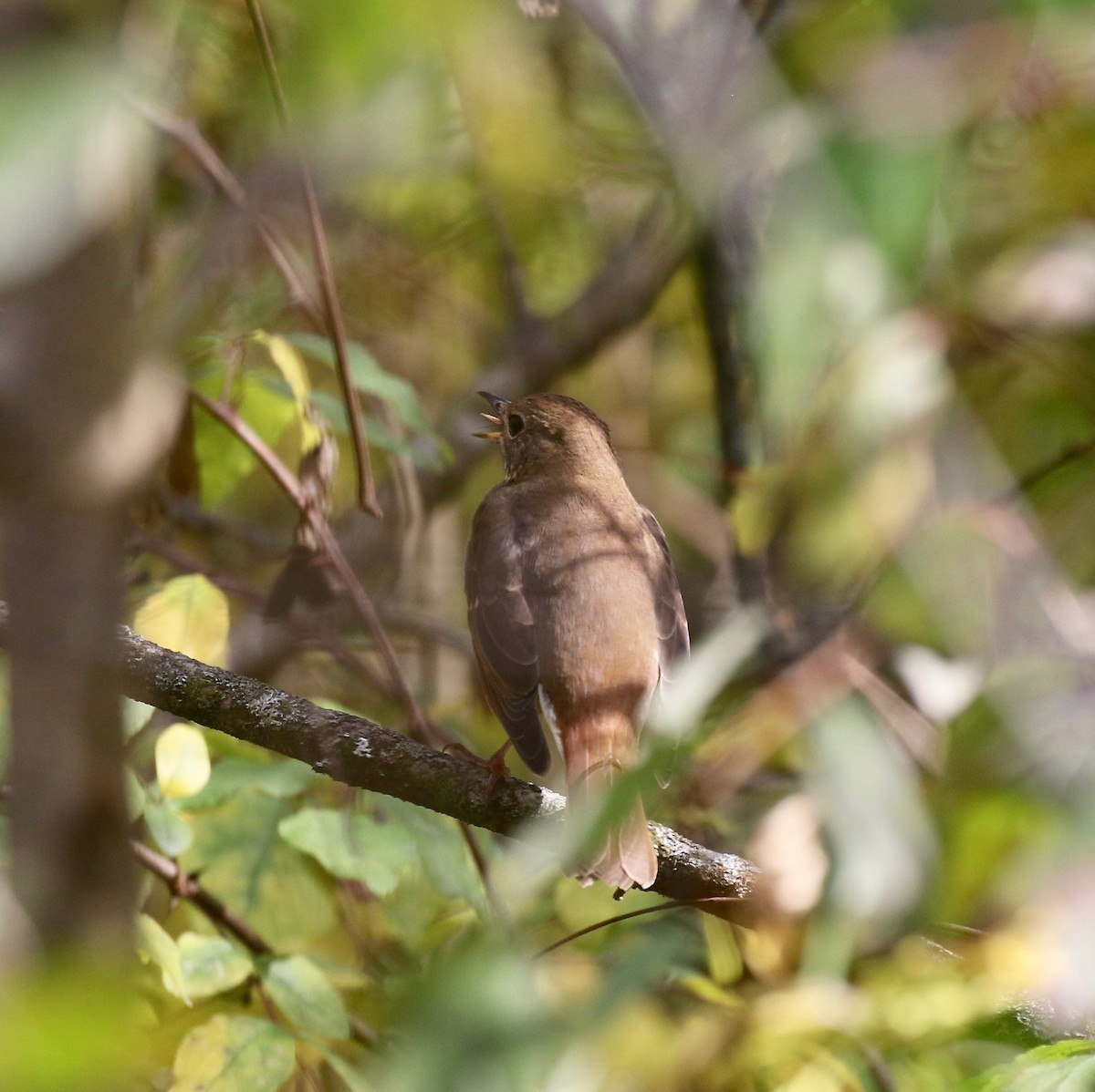 Hermit Thrush - ML643190344