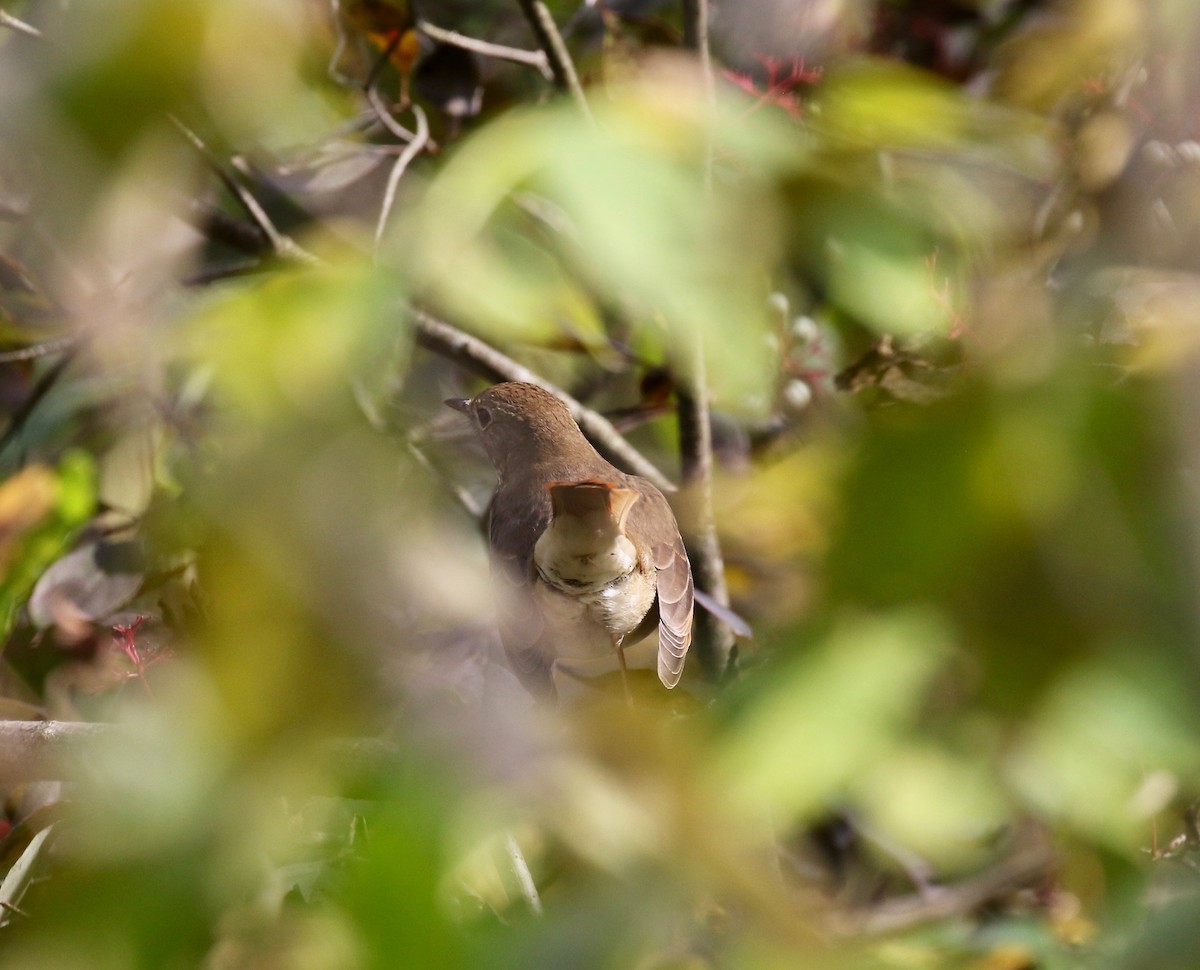 Hermit Thrush - ML643190345
