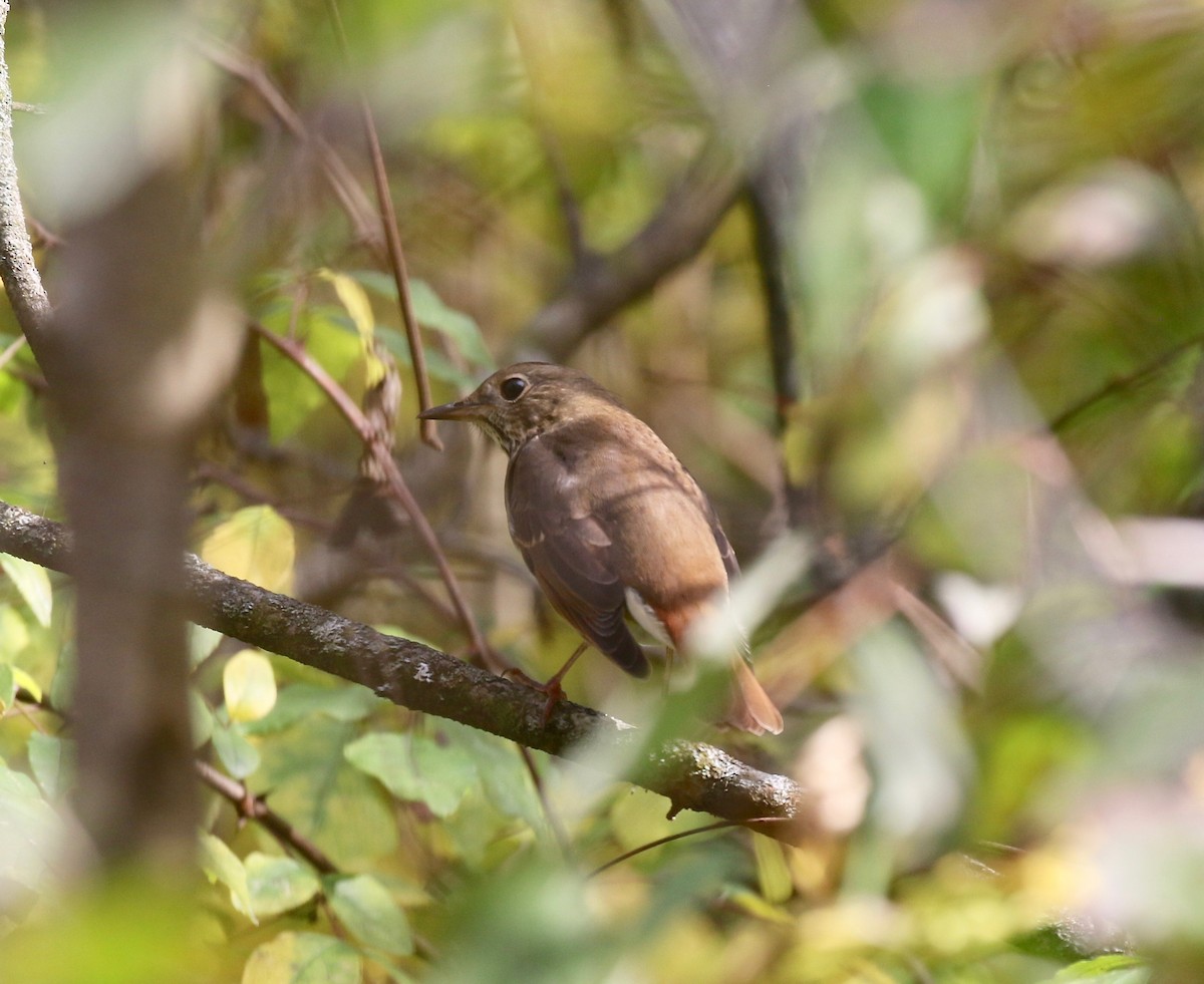 Hermit Thrush - ML643190346