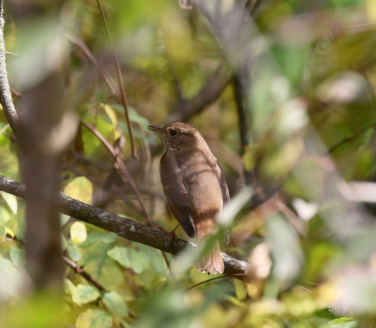 Hermit Thrush - ML643190347