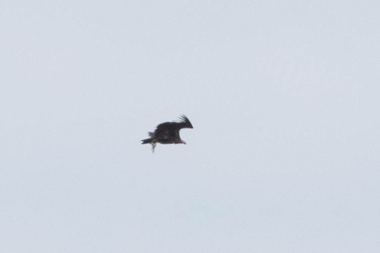 White-headed Vulture - ML643190349