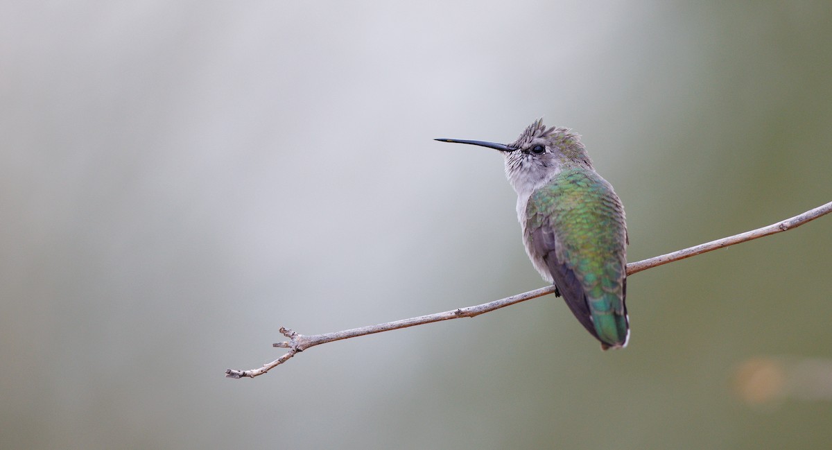 Colibri de Costa - ML643190361