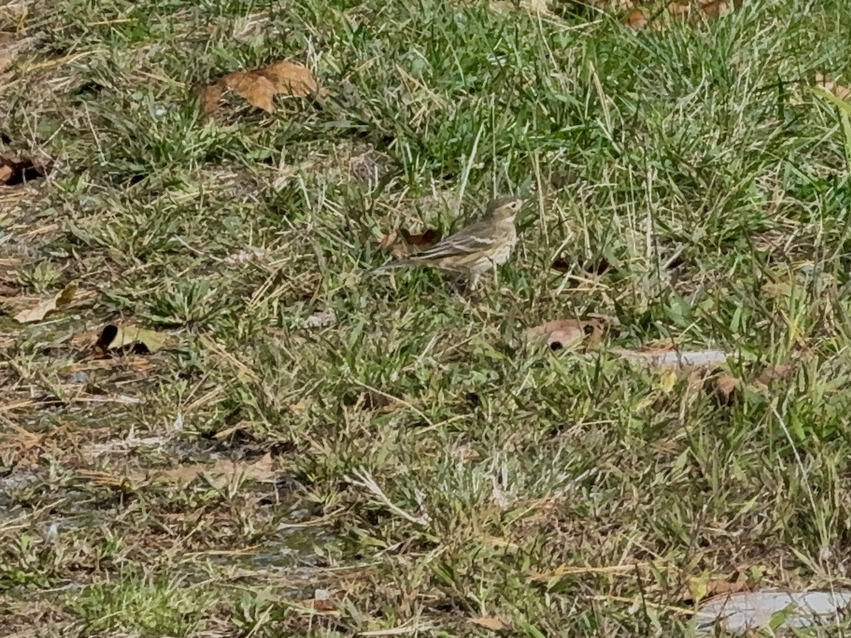 American Pipit - ML643190365