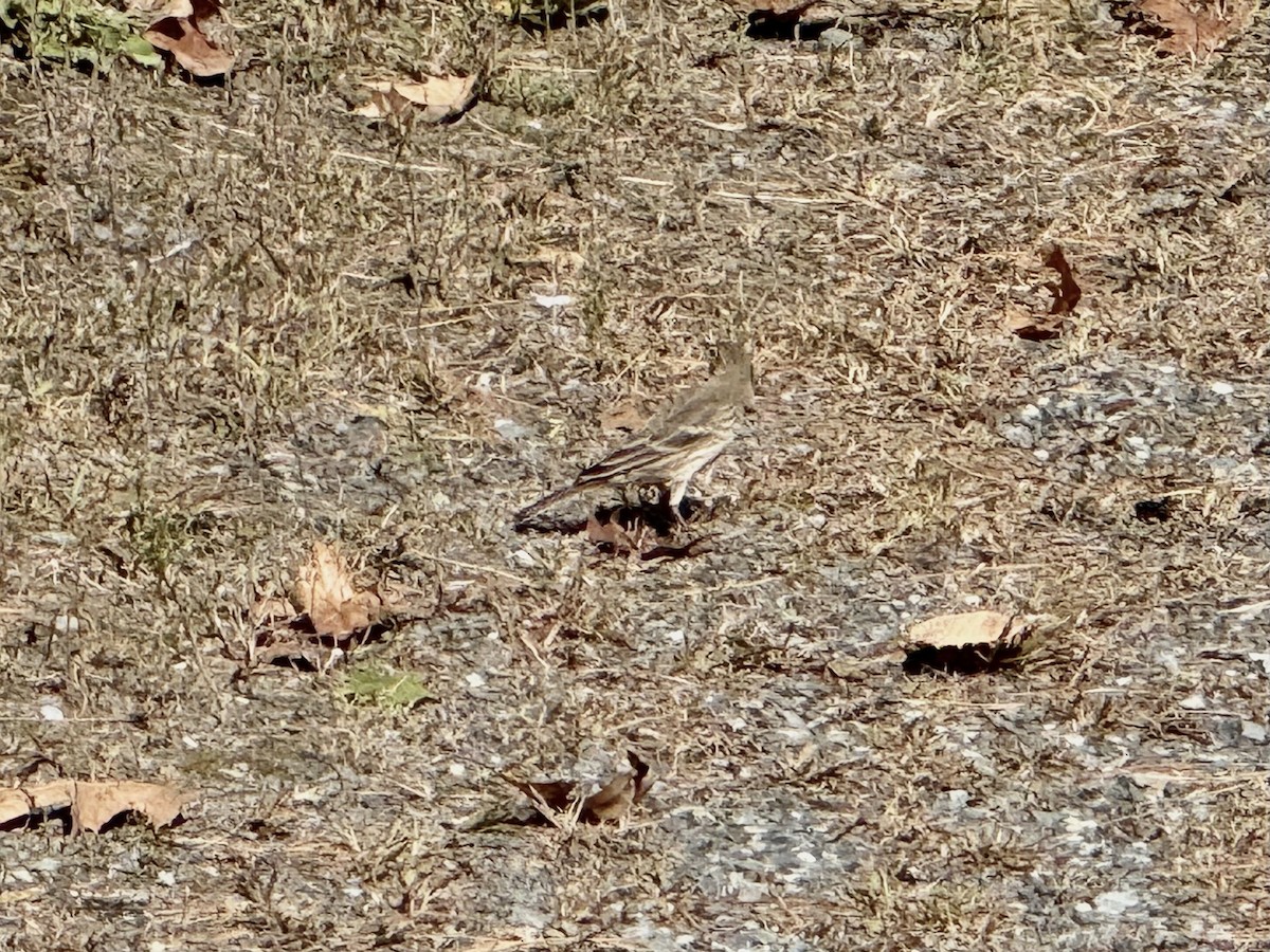 American Pipit - ML643190366