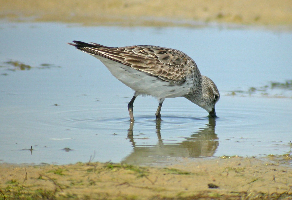 White-rumped Sandpiper - ML643190382