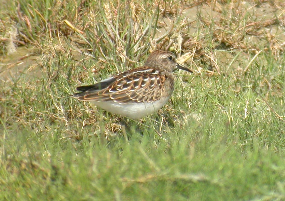 Least Sandpiper - ML643190389