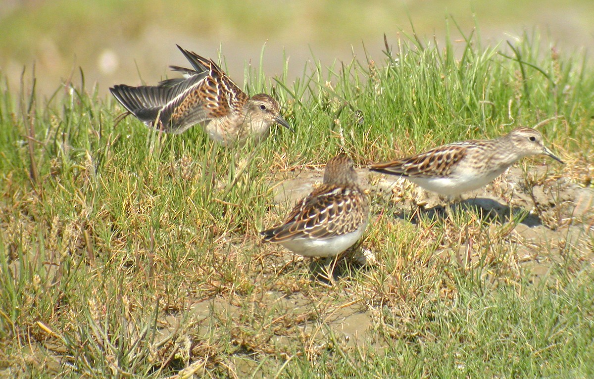 Least Sandpiper - ML643190390
