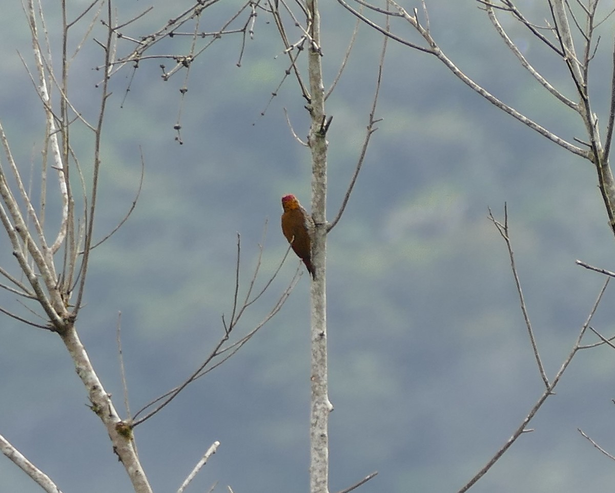 Red-rumped Woodpecker - ML643190393
