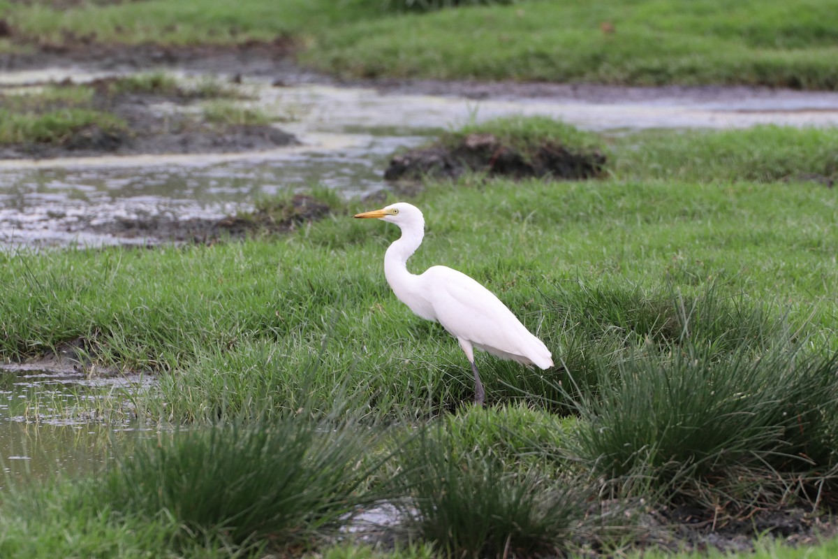 Yellow-billed Egret - ML643190397