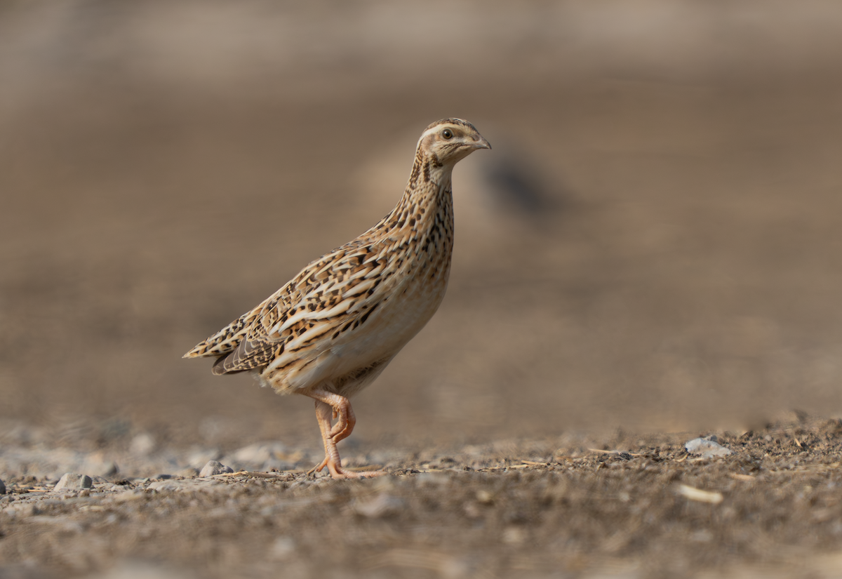 Common Quail - ML643190435