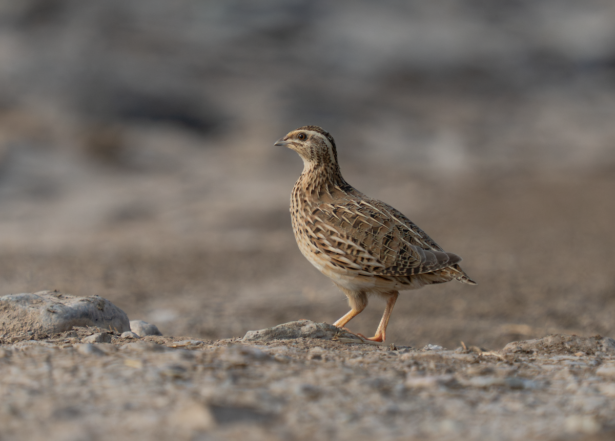Common Quail - ML643190436