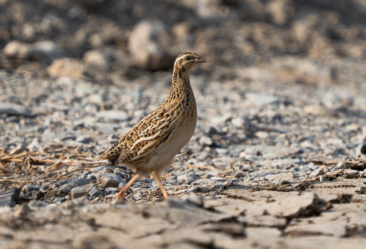 Common Quail - ML643190437