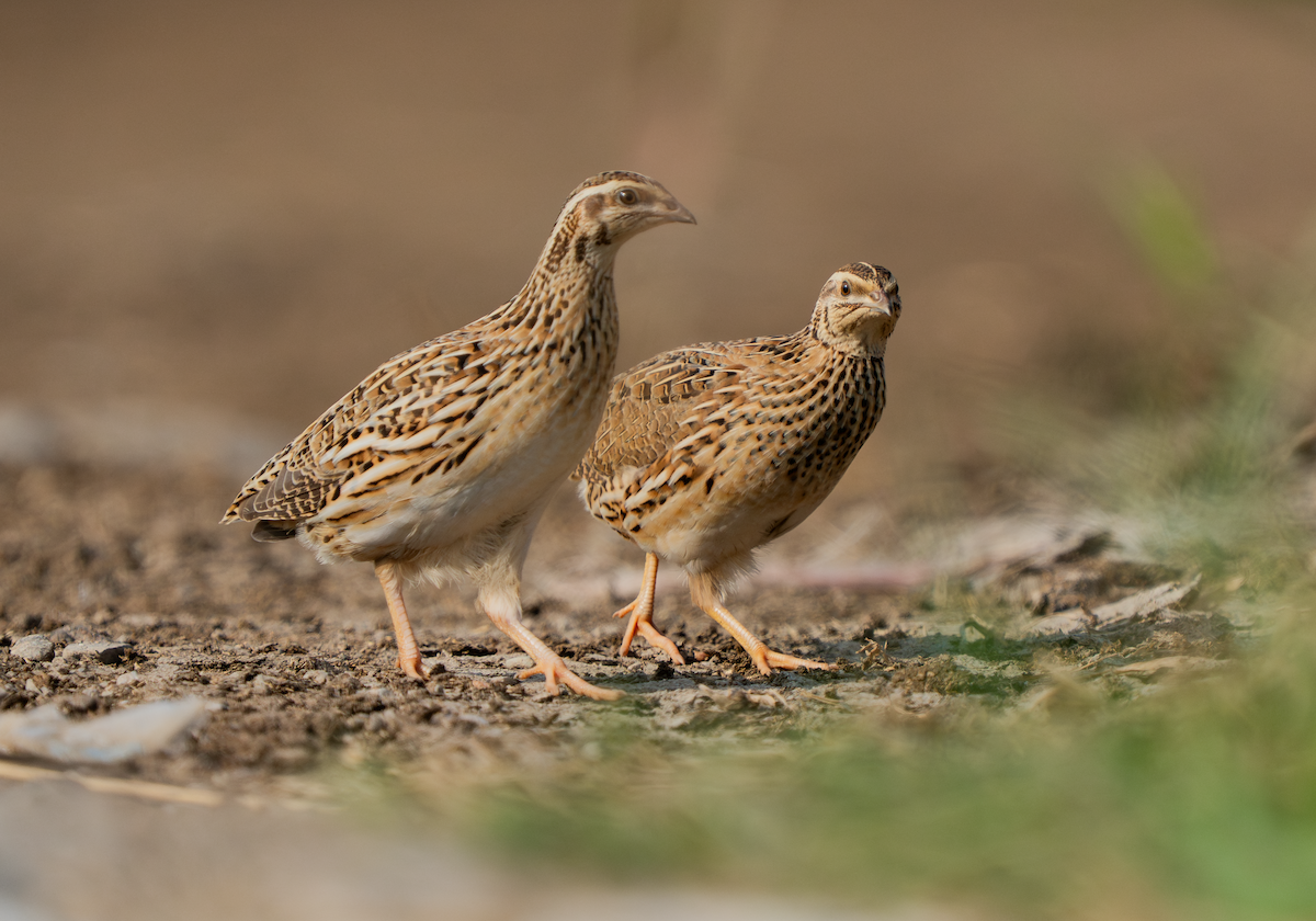 Common Quail - ML643190438