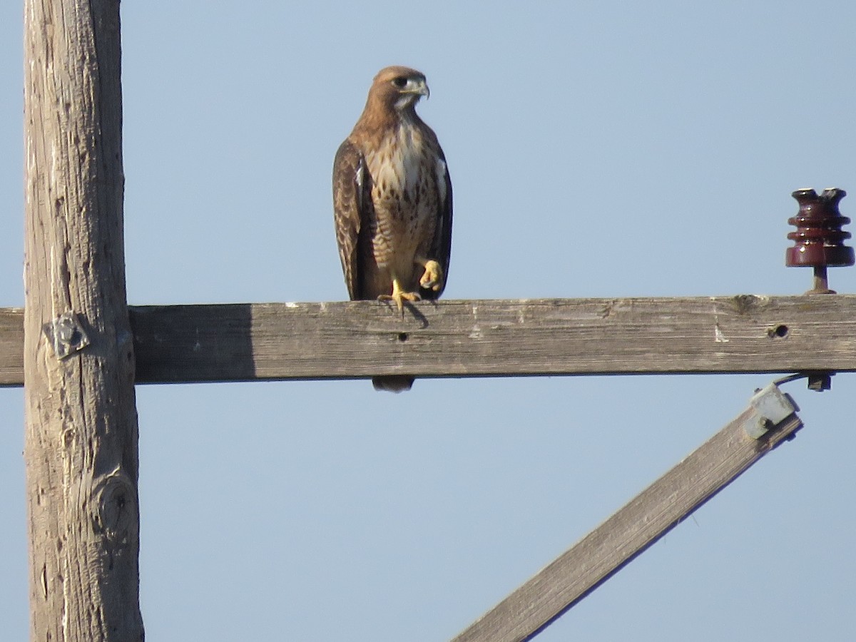 Red-tailed Hawk - ML643190441
