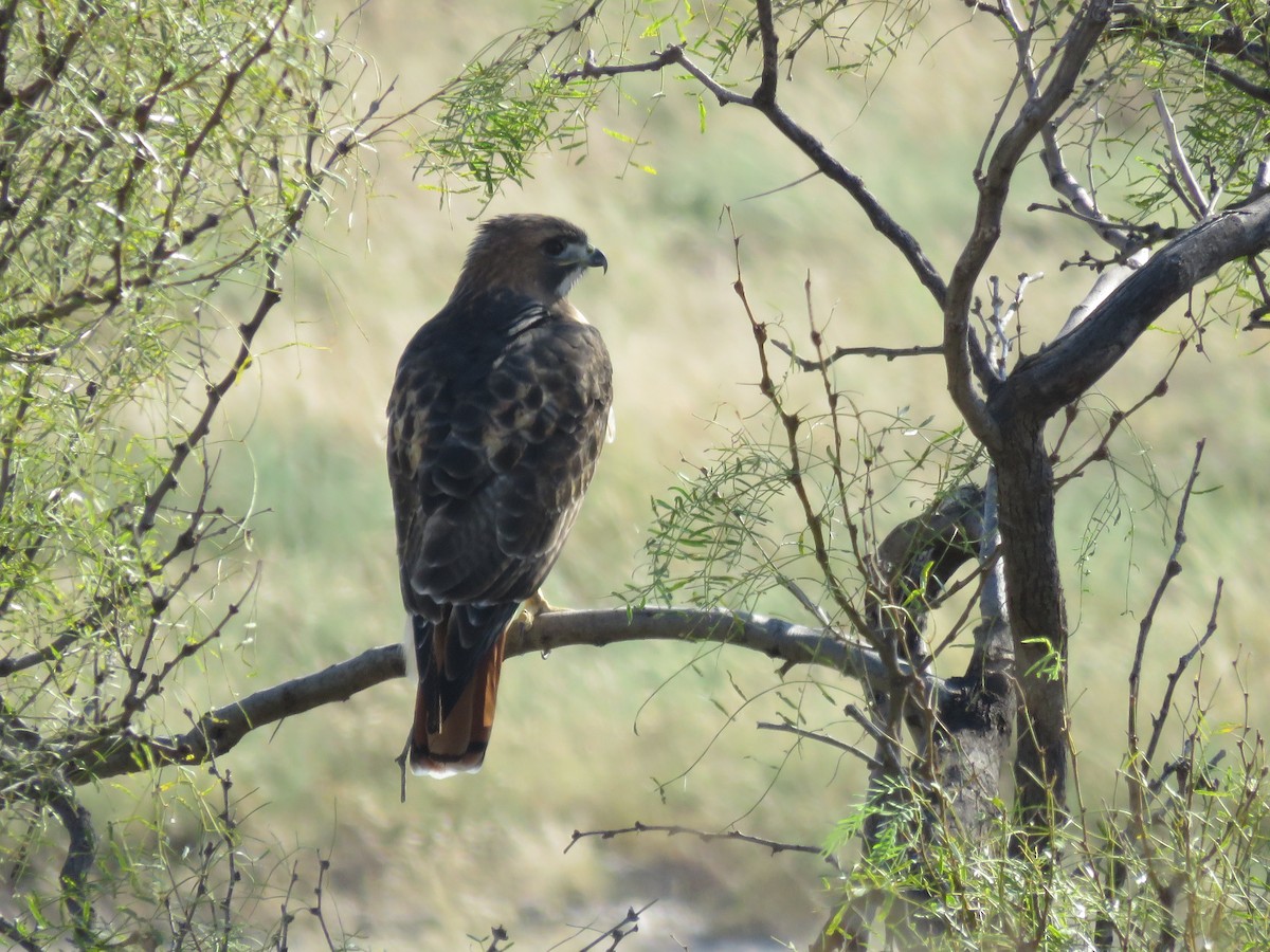 Red-tailed Hawk - ML643190442
