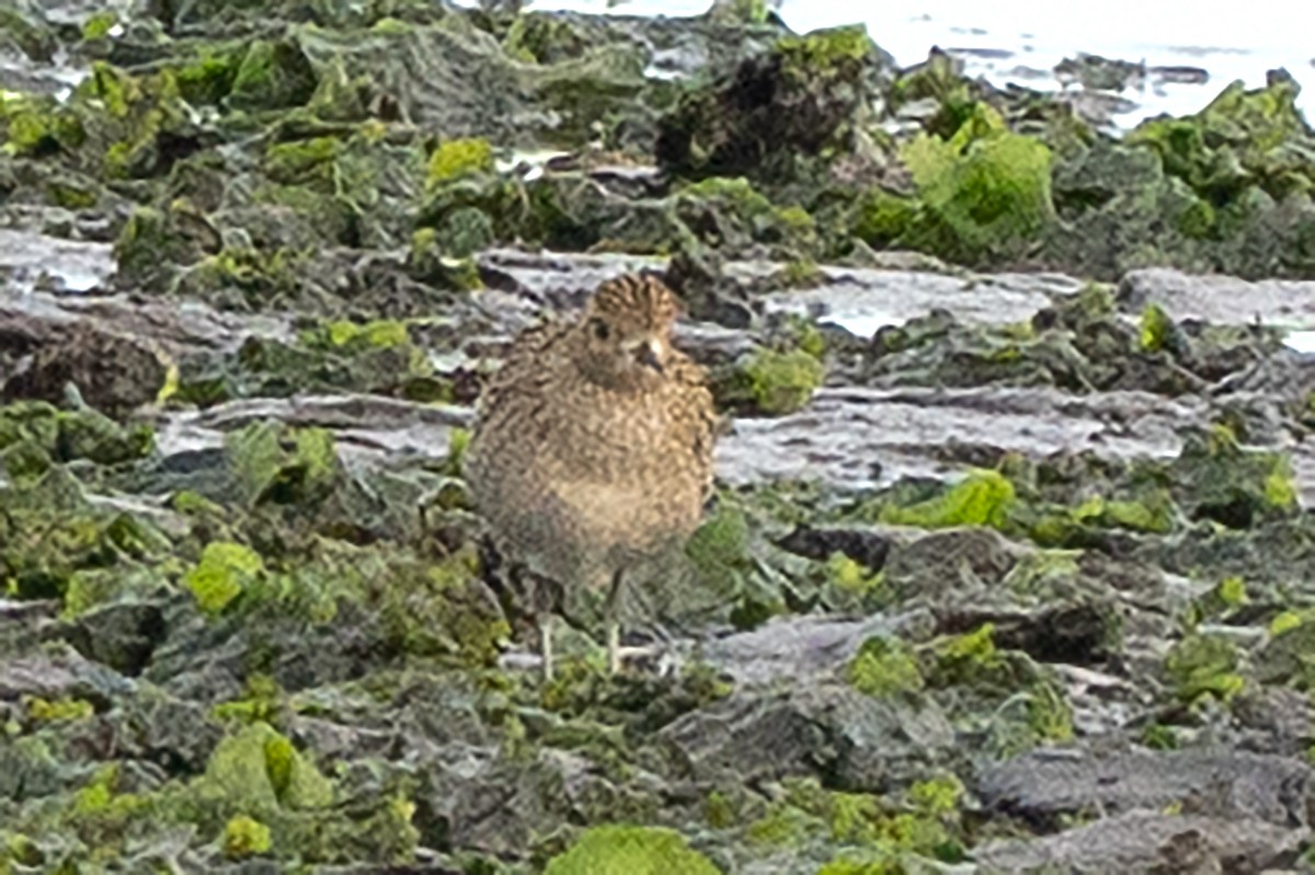 Tundra-Goldregenpfeifer - ML643190456