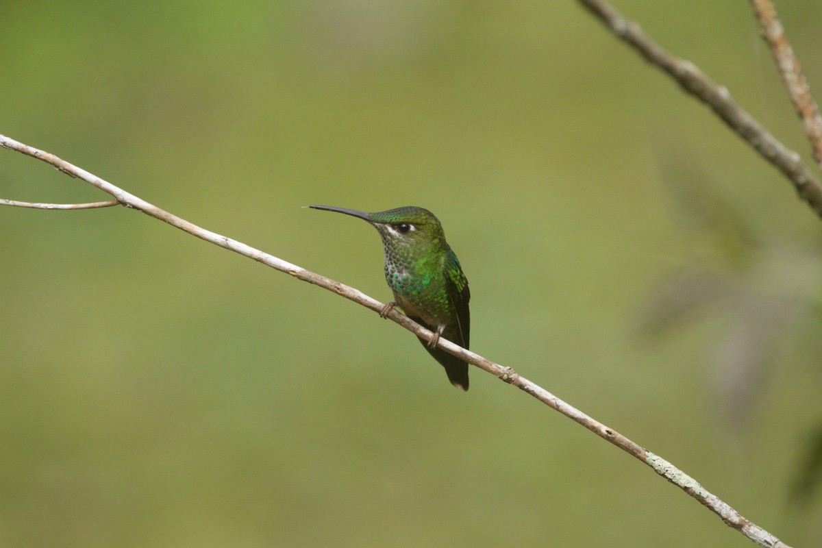 Violet-fronted Brilliant - ML643190460