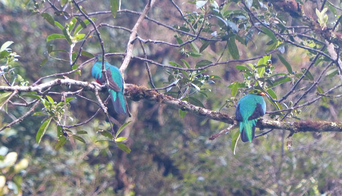 Golden-headed Quetzal - ML643190467