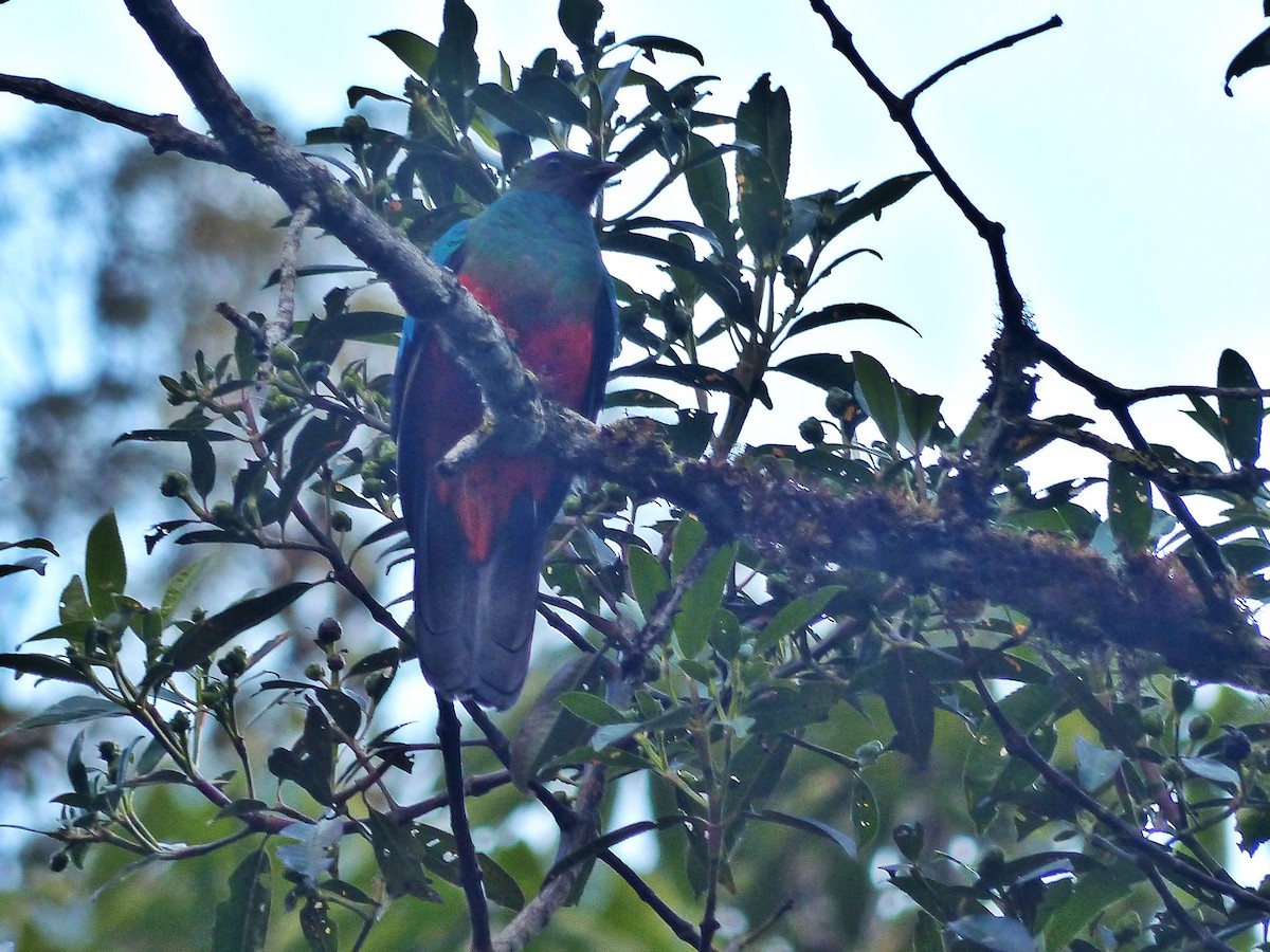 Golden-headed Quetzal - ML643190468