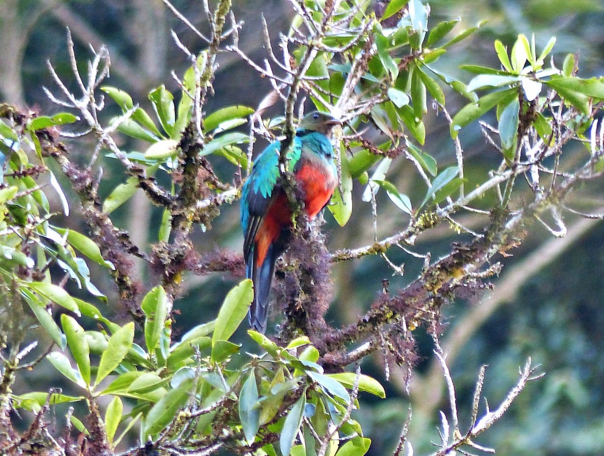 Golden-headed Quetzal - ML643190473