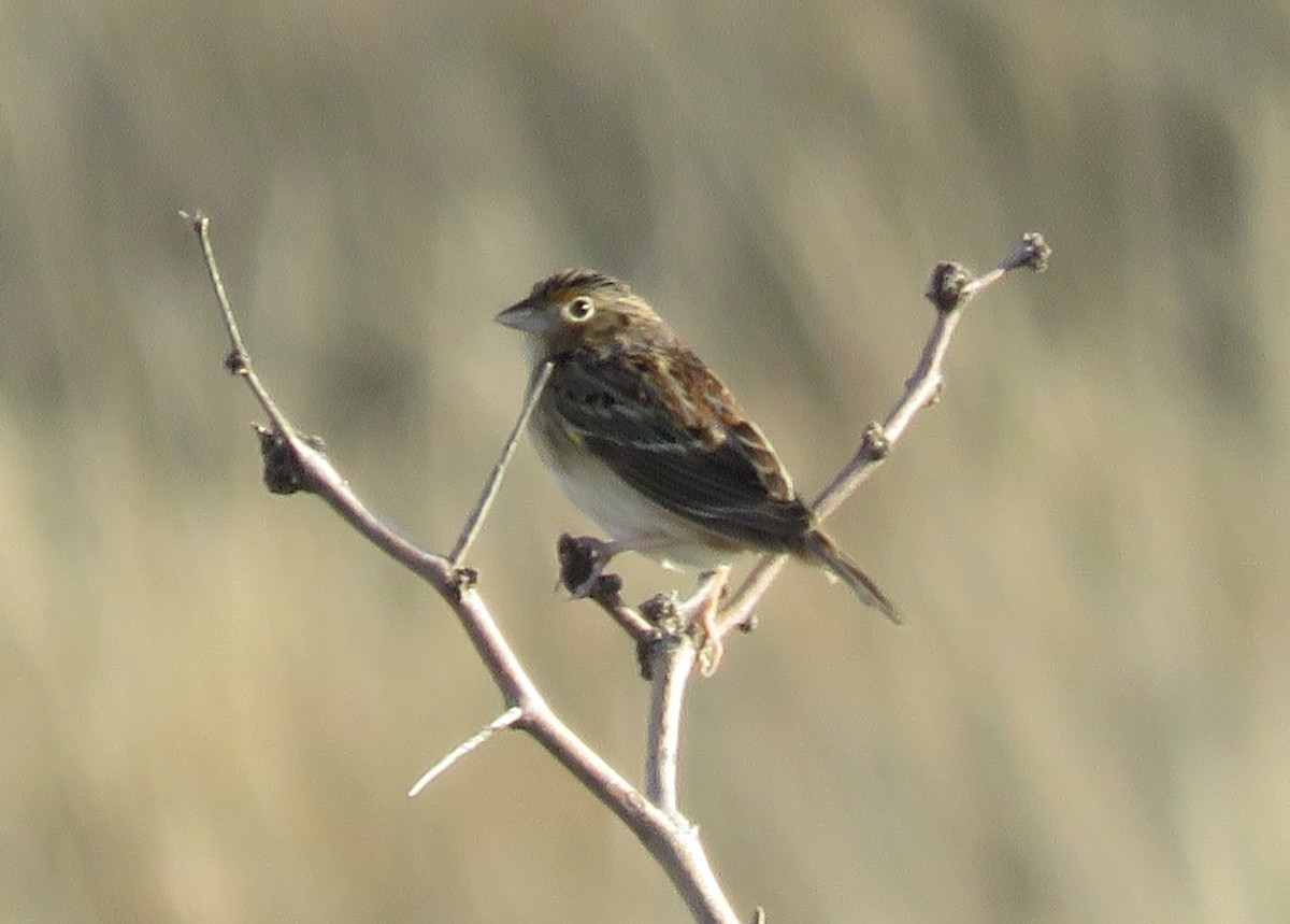 Grasshopper Sparrow - ML643190488