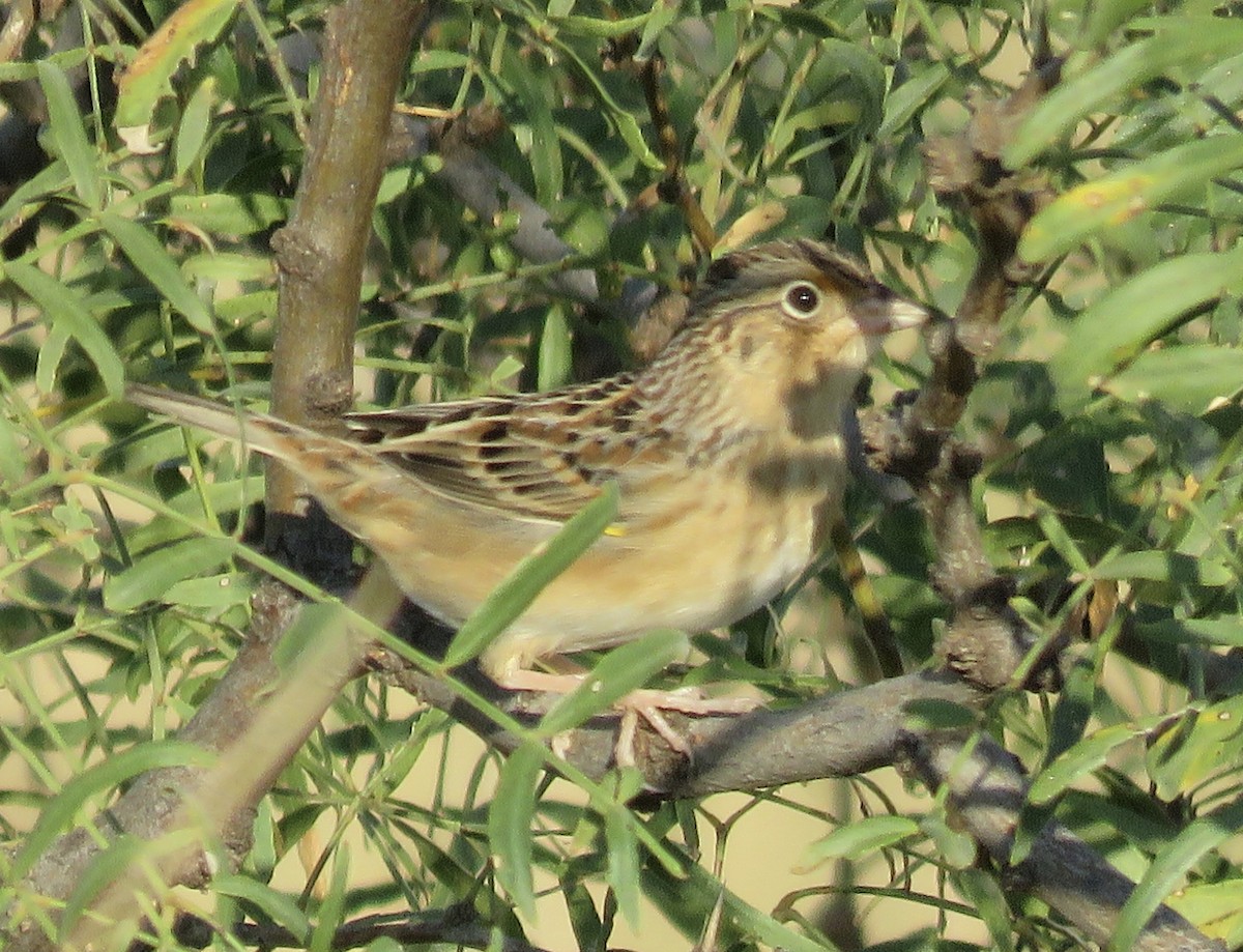 Grasshopper Sparrow - ML643190489