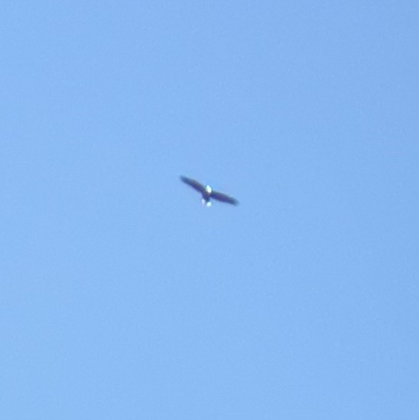 Bald Eagle - ML643190490