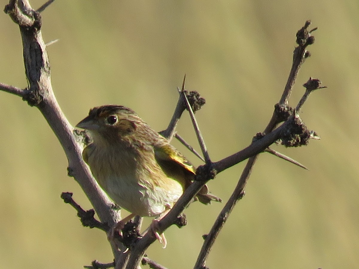Grasshopper Sparrow - ML643190491