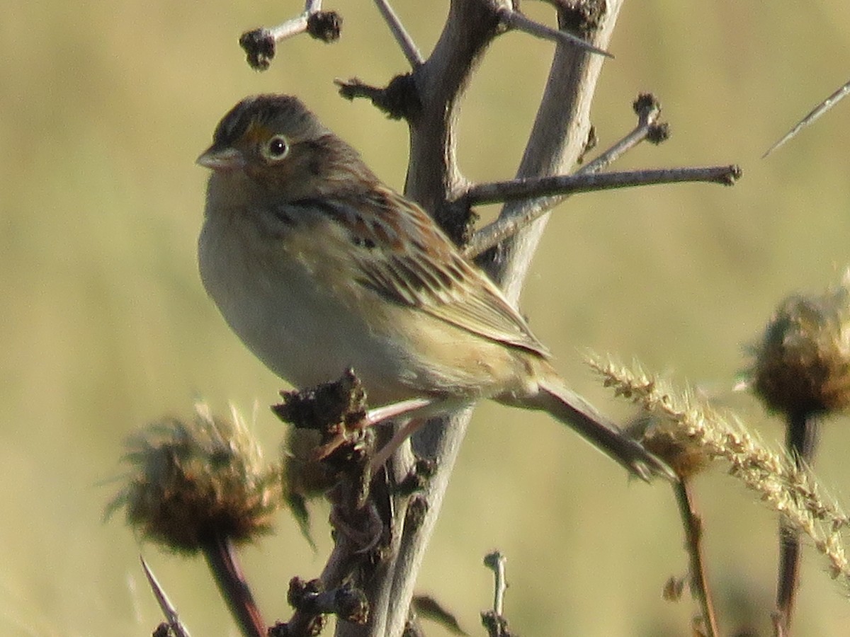 Grasshopper Sparrow - ML643190492