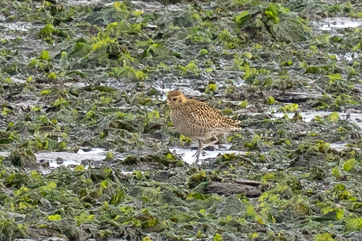 Tundra-Goldregenpfeifer - ML643190497