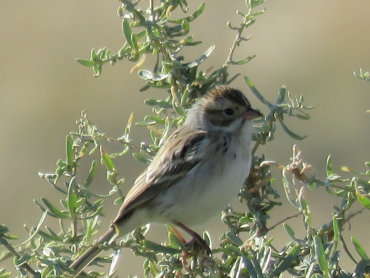 Clay-colored Sparrow - ML643190504